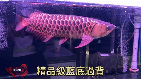 龍背 養魚 招財